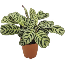 Krukväxt Calathea makoyana med mönstrade blad i en blomkruka