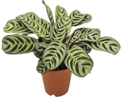 Krukväxt Calathea makoyana med mönstrade blad i en blomkruka