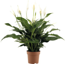 Fredskalla krukväxt med gröna blad och vita blommor i plastkruka