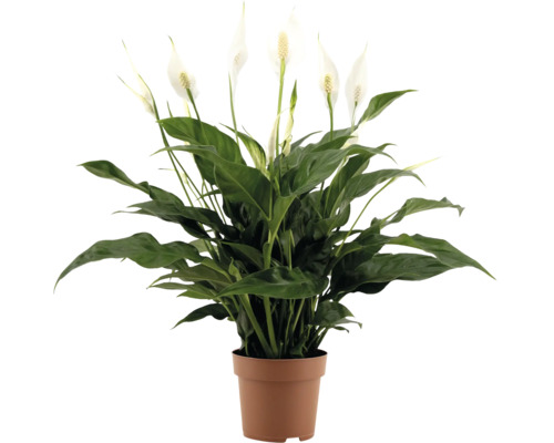 Fredskalla krukväxt med gröna blad och vita blommor i plastkruka