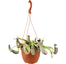 Nepenthes kannranka i en hängande kruka med kannor och blad