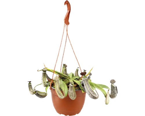 Nepenthes kannranka i en hängande kruka med kannor och blad