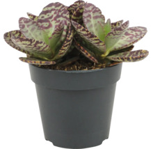 Kalanchoe humilis suckulent i plastkruka