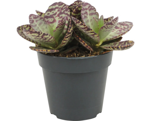 Kalanchoe humilis suckulent i plastkruka