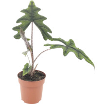 Alocasia Jacklyn krukväxt med distinkta, djupt flikiga blad i en plastkruka