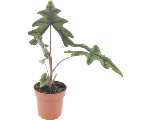 Alocasia Jacklyn krukväxt med distinkta, djupt flikiga blad i en plastkruka
