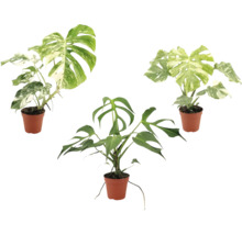 Tre Monstera växter i plastkrukor, två med brokiga blad och en grön Monstera Tetrasperma.