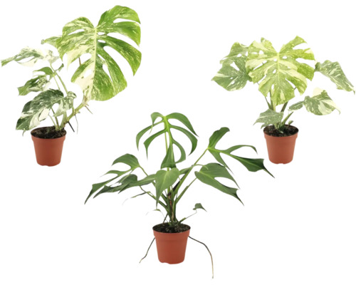 Tre Monstera växter i plastkrukor, två med brokiga blad och en grön Monstera Tetrasperma.