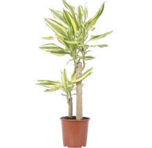 Dracaena Fragans krukväxt i en brun plastkruka