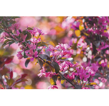 Blommande gren av prydnadsapel med många rosa blommor och blad i solljus