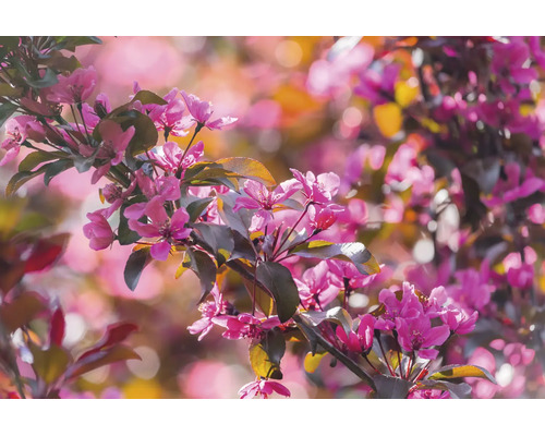 Blommande gren av prydnadsapel med många rosa blommor och blad i solljus