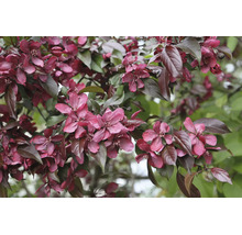 Prydnadsapelträd med tät blomning och mörka blad på grenarna i trädgården