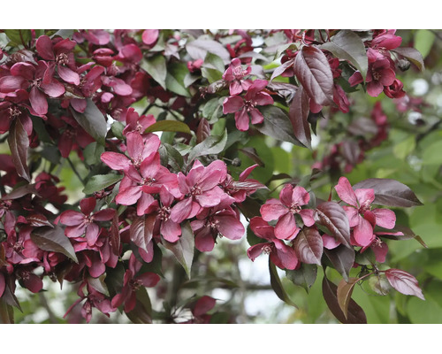Prydnadsapelträd med tät blomning och mörka blad på grenarna i trädgården