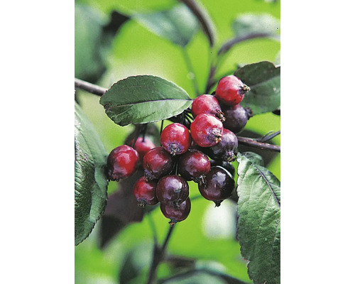 Närbild på en grupp prydnadsäpplen på en gren med gröna blad.