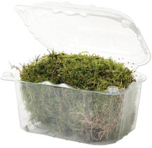Naturlig mossa i en genomskinlig plastbehållare för dekoration