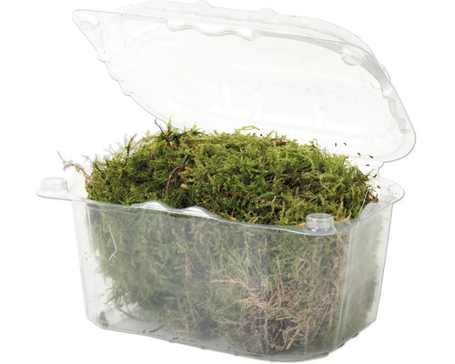 Naturlig mossa i en genomskinlig plastbehållare för dekoration