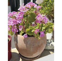 Rosa pelargoner i en rund terrakottakruka på en terrass