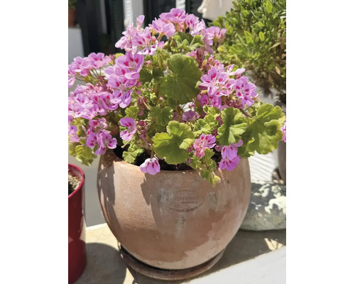 Rosa pelargoner i en rund terrakottakruka på en terrass