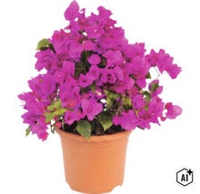 Bougainvillea växt med lila högblad i en plastkruka (Image AI modified or generated)