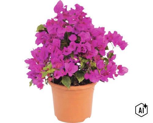 Bougainvillea växt med lila högblad i en plastkruka (Image AI modified or generated)