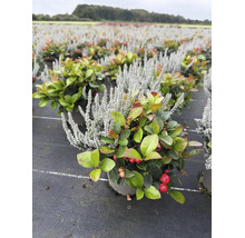 Vinterhärdig Gaultheria procumbens och Calluna växt i en plantskola