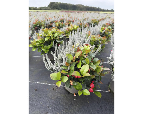 Vinterhärdig Gaultheria procumbens och Calluna växt i en plantskola