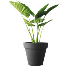 Alocasia krukväxt med stora blad i en enkel blomkruka.