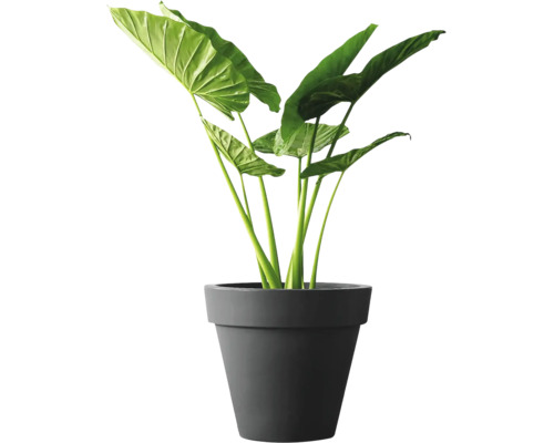 Alocasia krukväxt med stora blad i en enkel blomkruka.