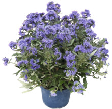 Blommande skäggblomma i plastkruka som trädgårdsväxt