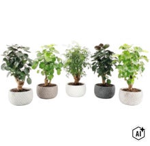 Fem olika krukvaxter i strukturerade ytterkrukor uppstallda pa rad bredvid varandra. (Image AI modified or generated)