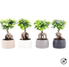 Fyra Ficus Ginseng växter i runda krukor med synliga rötter som krukväxter (Image AI modified or generated)