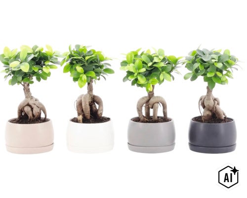 Fyra Ficus Ginseng växter i runda krukor med synliga rötter som krukväxter (Image AI modified or generated)