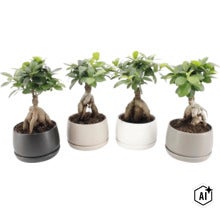 Fyra Ficus Ginseng bonsai växter i runda keramikkrukor i olika färger (Image AI modified or generated)