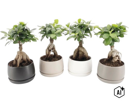 Fyra Ficus Ginseng bonsai växter i runda keramikkrukor i olika färger (Image AI modified or generated)