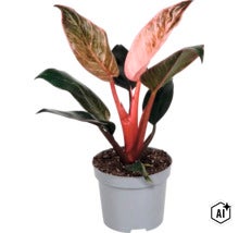 Philodendron Pink Princess krukväxt i en plastkruka (Image AI modified or generated)