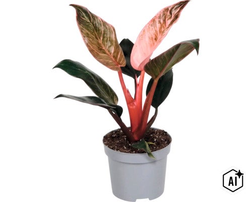 Philodendron Pink Princess krukväxt i en plastkruka (Image AI modified or generated)