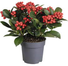 Skimmia japonica växt med bär i grå plastkruka