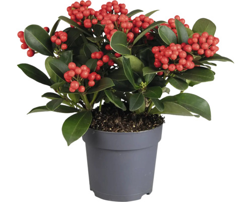 Skimmia japonica växt med bär i grå plastkruka