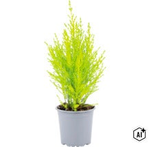 En liten cypress i en plastkruka med fina, nålformade blad som krukväxt eller trädgårdsväxt. (Image AI modified or generated)