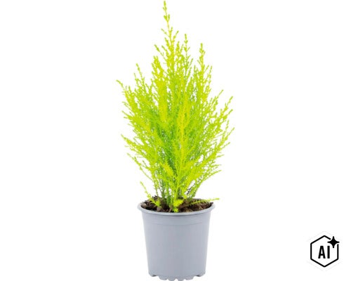 En liten cypress i en plastkruka med fina, nålformade blad som krukväxt eller trädgårdsväxt. (Image AI modified or generated)