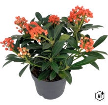 Skimmia japonica med bär i plastkruka (Image AI modified or generated)