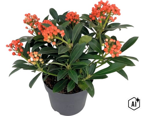 Skimmia japonica med bär i plastkruka (Image AI modified or generated)