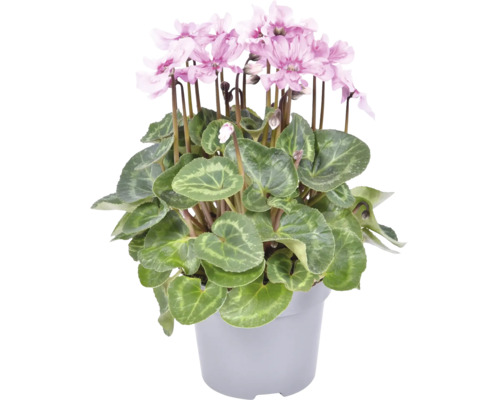 Cyklamen med ljusrosa blommor och mönstrade hjärtformade blad i en plastkruka