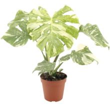 Inomhusvaxt Monstera deliciosa variegata med flackiga blad i plastkruka