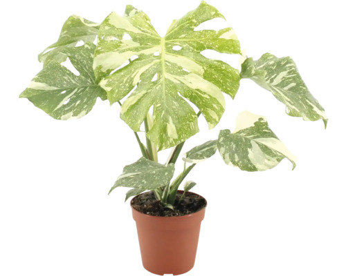 Inomhusvaxt Monstera deliciosa variegata med flackiga blad i plastkruka