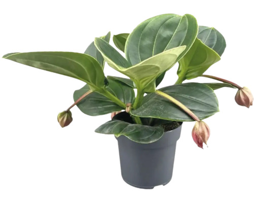 Krukväxt Medinilla magnifica i en rund plastkruka med stora glansiga blad och hängande blomknoppar.