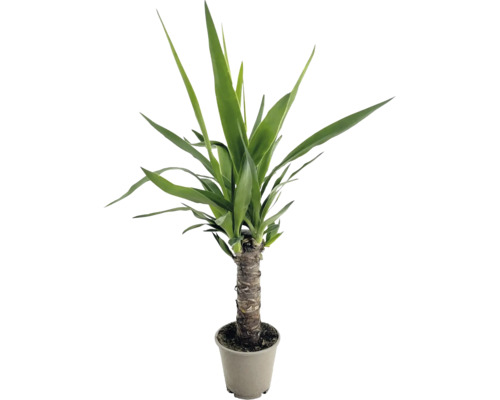 Yucca palm som krukväxt med stabil stam i en blomkruka
