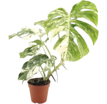 Krukväxt Monstera Deliciosa Variegata i plastkruka