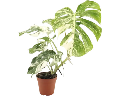 Krukväxt Monstera Deliciosa Variegata i plastkruka