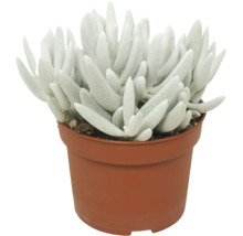 Suckulent i en plastkruka med köttiga, avlånga blad som krukväxt.